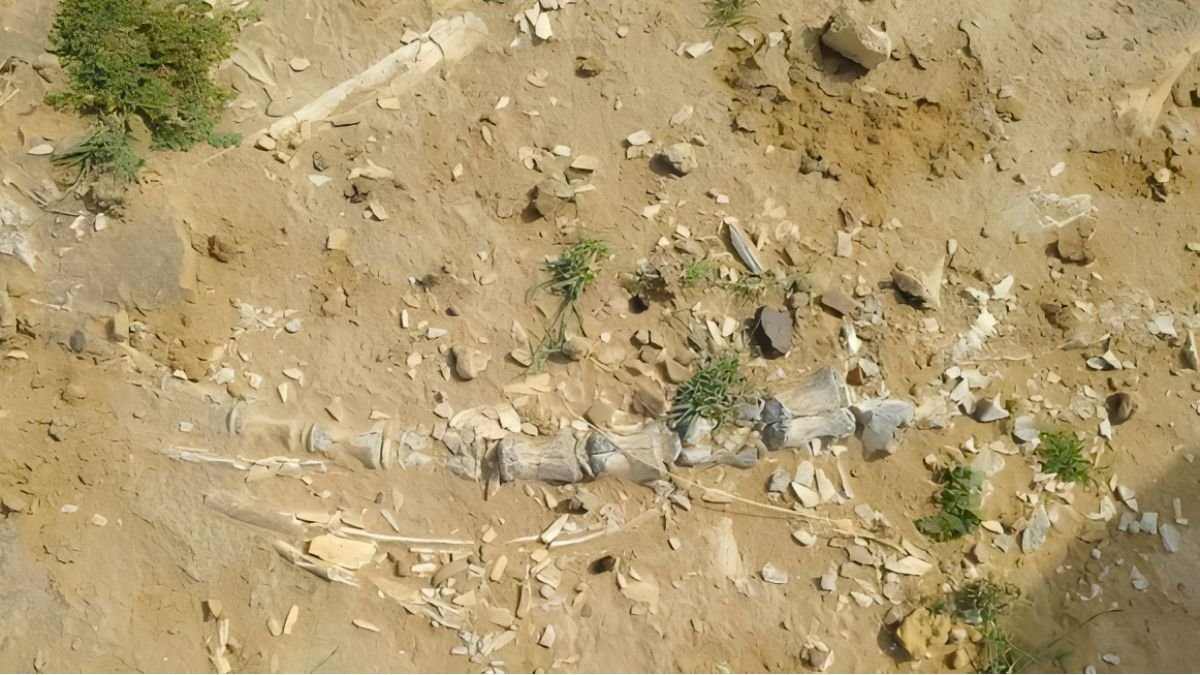 Rare Jurassic-Era Fossil Unearthed in Rajasthan