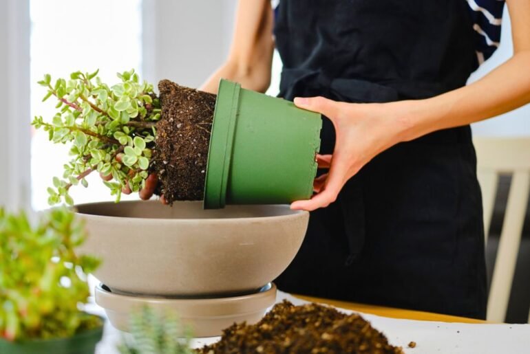 10 Easy Succulents for First-Time Indoor Gardeners